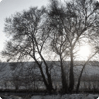 Winter Tree thumbnail