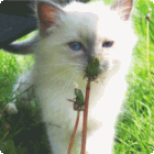 Curious Lawn thumbnail